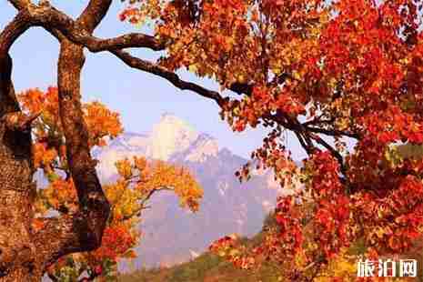 湖北看紅葉最好的地方推薦