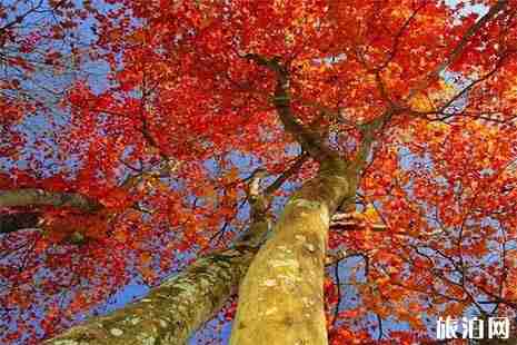 湖北看紅葉最好的地方推薦