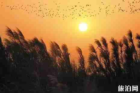 廣州周邊哪里有蘆葦