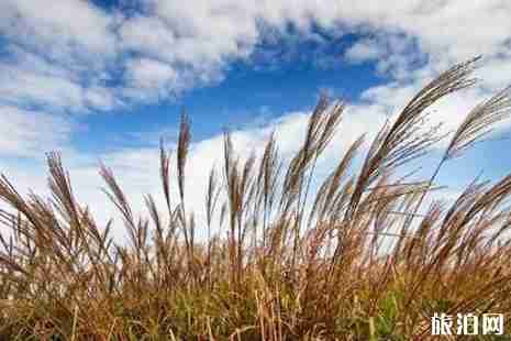 廣州周邊哪里有蘆葦