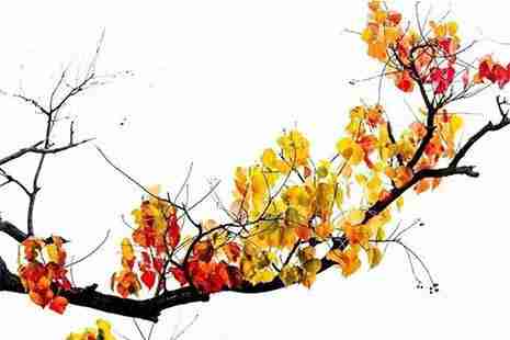 大悟縣賞紅葉路線安排推薦 采風地推薦+交通