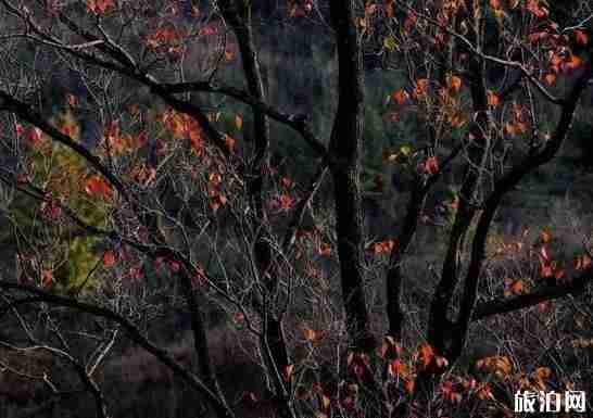 大悟縣賞紅葉路線安排推薦 采風地推薦+交通