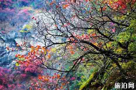 2018嵩縣臥龍谷紅葉紅了嗎 嵩縣臥龍谷要門票嗎