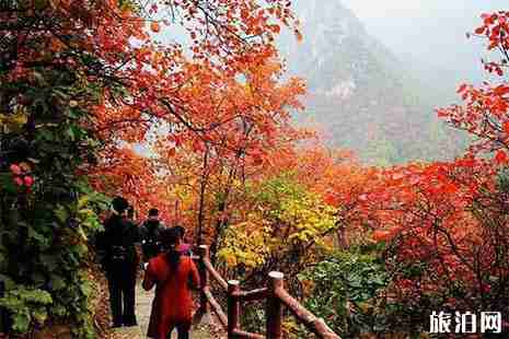 2018嵩縣臥龍谷紅葉紅了嗎 嵩縣臥龍谷要門票嗎