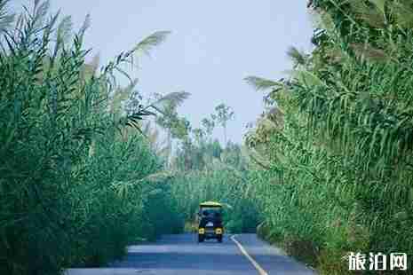 洪澤湖濕地公園好玩嗎 洪澤湖濕地公園好玩嗎