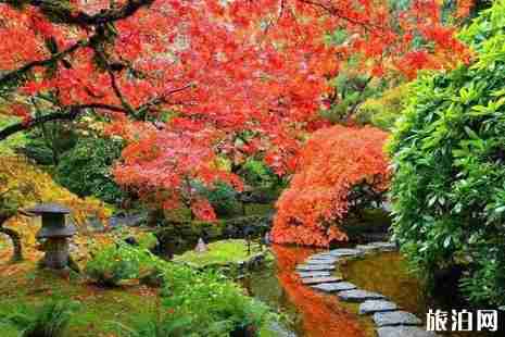 溫哥華楓葉什么時候紅 溫哥華哪里看楓葉 溫哥華楓葉什么時候紅 溫哥華哪里看楓葉