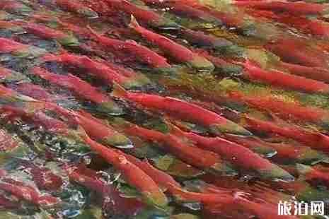 加拿大三文魚回流時間+地域 加拿大三文魚觀賞攻略