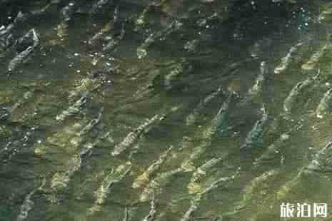 加拿大三文魚回流時間+地域 加拿大三文魚觀賞攻略