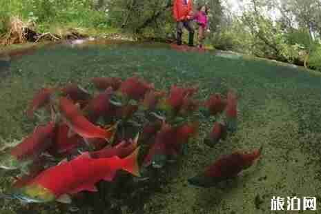 加拿大三文魚回流時間+地域 加拿大三文魚觀賞攻略