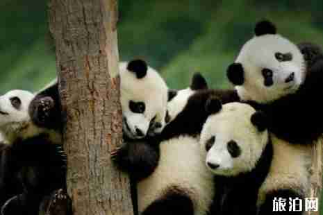 熊貓基地觀光車坐多久 熊貓基地觀光車票多少錢