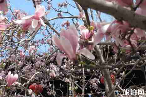 潭柘寺幾點開門 潭柘寺怎么坐車方便