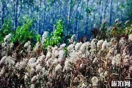 揚州哪里有蘆葦