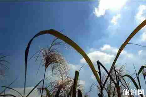 揚州哪里有蘆葦