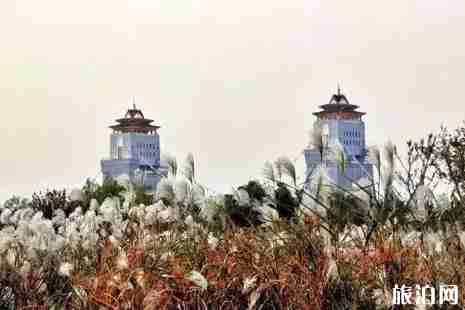 揚州哪里有蘆葦