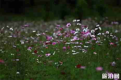 黃石周邊游賞花旅游去哪好
