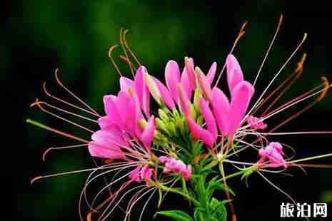 黃石周邊游賞花旅游去哪好