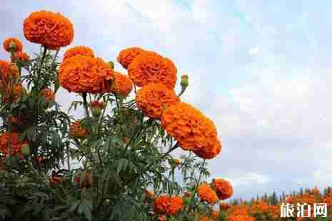 黃石周邊游賞花旅游去哪好