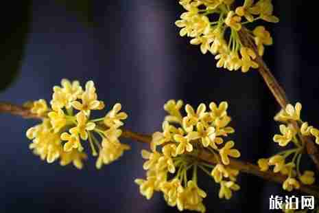 黃石周邊游賞花旅游去哪好