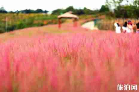 黃石周邊游賞花旅游去哪好