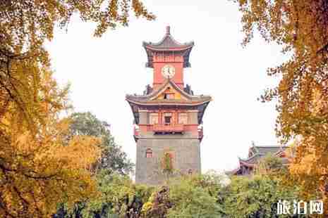 成都高校銀杏哪里看 成都高校銀杏哪里看