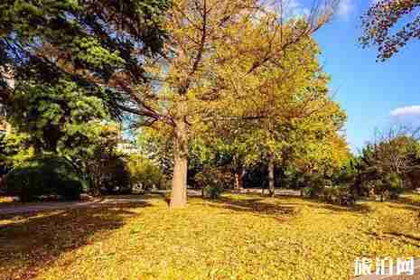 成都高校銀杏哪里看 成都高校銀杏哪里看