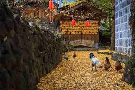 腾冲银杏村最佳时间 门票+交通+注意事项 超级实用攻略