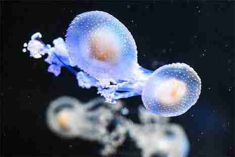 2018南京万圣节 南京海底世界万圣节活动