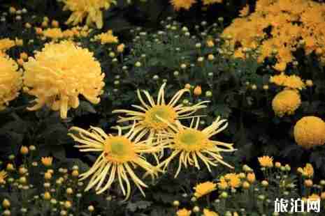 北京賞菊花公園有哪些 2018北京賞菊地點+門票+交通
