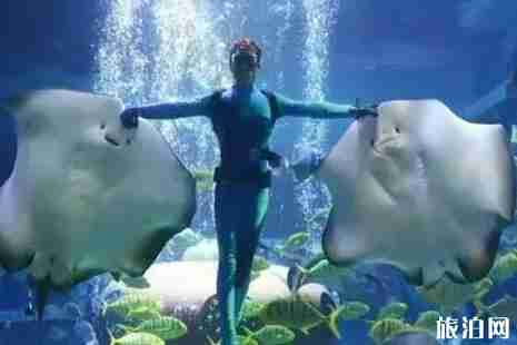 哈爾濱極地館門票多少錢+營業時間 哈爾濱極地館游玩攻略