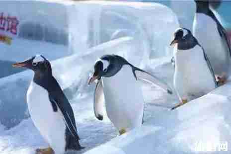 哈爾濱極地館門票多少錢+營業時間 哈爾濱極地館游玩攻略