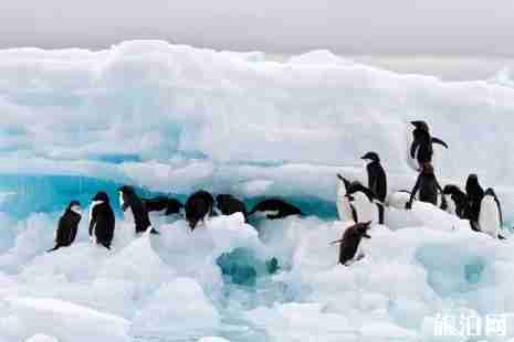 去南極需要簽證嗎 南極旅游應(yīng)注意什么