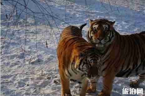 哈爾濱旅游景點(diǎn)大全及門票+交通