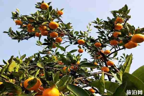 如何去西山島 秋天去西山島有什么好玩的