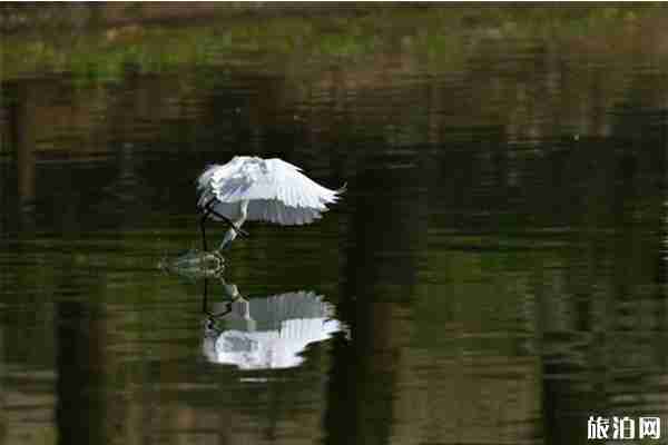 長沙月亮島觀光車收費價格