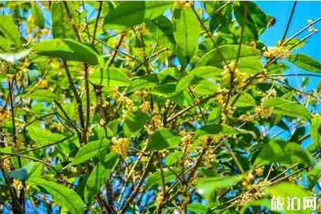 廣西秋天旅游景點(diǎn)大全+交通攻略