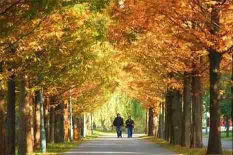 11月上海申城各個公園都有什么活動2018