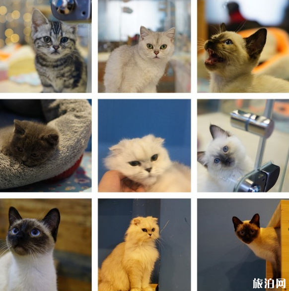 武汉有哪些猫咪咖啡厅 武汉有哪些猫咪咖啡厅