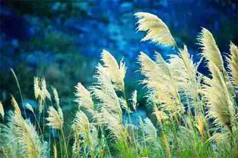 浙江蘆葦蕩在哪里 冷門又冷艷的蘆葦蕩介紹