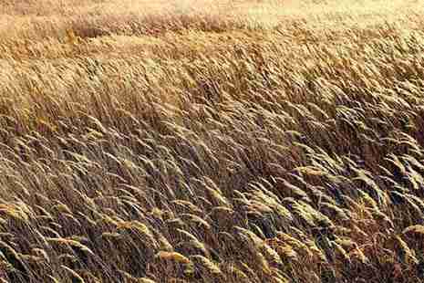 浙江蘆葦蕩在哪里 冷門又冷艷的蘆葦蕩介紹