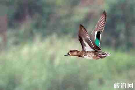 深圳觀鳥最佳地點推薦 深圳觀鳥點攻略