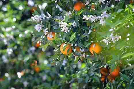 浙江采橘子的地方有哪些