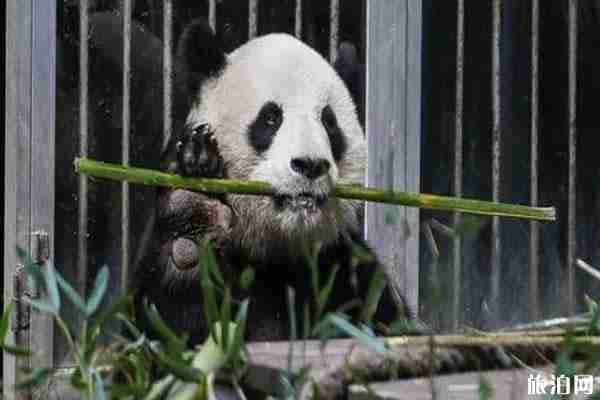 2019年国庆节成都大熊猫繁育基地限行吗+绕行路线