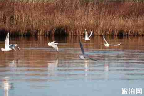 野鴨湖濕地公園門票+在哪里 野鴨湖濕地公園游玩攻略 野鴨湖濕地公園門票+在哪里 野鴨湖濕地公園游玩攻略