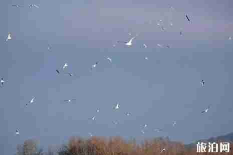 野鴨湖濕地公園門票+在哪里 野鴨湖濕地公園游玩攻略 野鴨湖濕地公園門票+在哪里 野鴨湖濕地公園游玩攻略