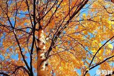 紅原景點門票價格+交通