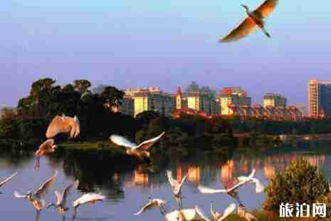 深圳湾公园观鸟在哪里+观鸟指南 深圳湾公园停车场收费标准