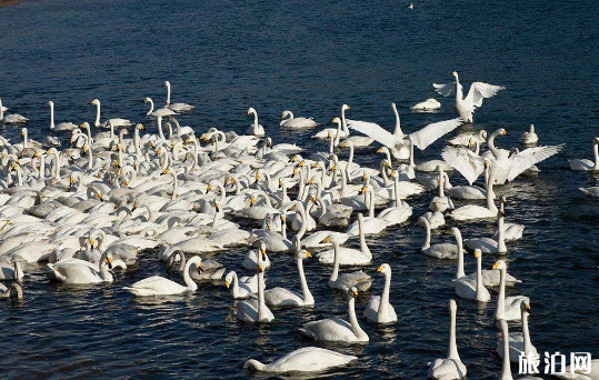 2018深圳觀鳥點推薦+交通 深圳哪里可以去觀鳥