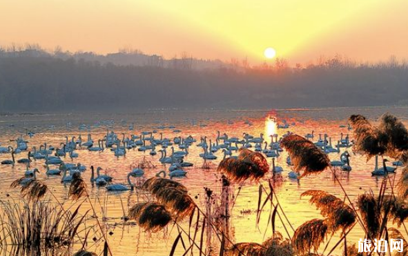 2018深圳觀鳥點推薦+交通 深圳哪里可以去觀鳥