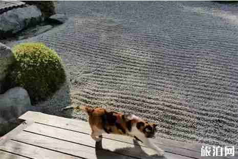 日本哪些寺廟里的貓多 日本哪些寺廟里的貓多