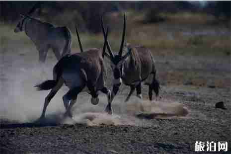 博茨瓦納旅游注意事項 博茨瓦納旅游注意事項